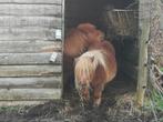 2 Shetland pony’s, Dieren en Toebehoren, Meerdere dieren, Onbeleerd, Met stamboom, 11 jaar of ouder