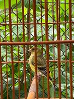 zwartkopsijs x kanarie man, Dieren en Toebehoren, Mannelijk, Bastaard