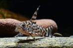 Corydoras CW111 2,5-3cm, Dieren en Toebehoren, Vissen | Aquariumvissen, Vis, Zoetwatervis, Schoolvis