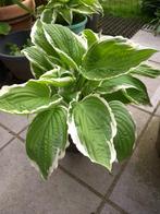hosta, Tuin en Terras, Planten | Tuinplanten, Ophalen, Vaste plant, Overige soorten