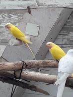 Princes of wallesparkiet man, Dieren en Toebehoren, Vogels | Parkieten en Papegaaien