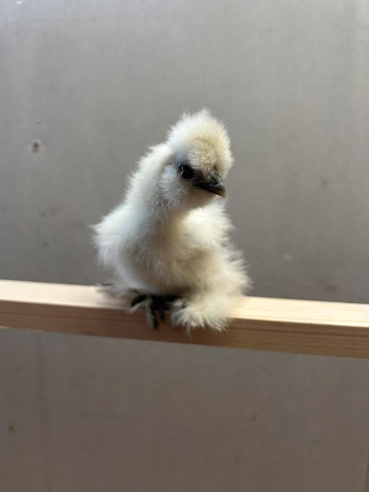 Zijderhoentjes 25 dagen oud, Verzamelen, Dierenverzamelingen, Nieuw, Boerderijdier, Ophalen