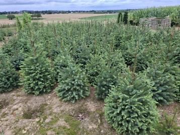 kerstbomen grthandel te Riemst(tegen Maastricht) beschikbaar voor biedingen