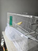 Canari gloster consort mal avec cage, Animaux & Accessoires
