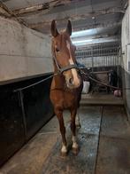 Te koop: Talentvolle merrie met pit