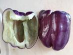 5 zaden paarse paprika, Verzenden, Voorjaar, Volle zon, Zaad