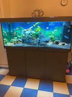 Aquarium juwel450L, Dieren en Toebehoren, Vissen | Aquaria en Toebehoren, Ophalen