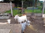 Witte dwerggeit, Vrouwelijk, Geit, 3 tot 5 jaar