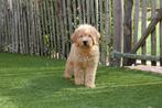 Prachtige medium Labradoodle pups, Dieren en Toebehoren, Honden | Retrievers, Spaniëls en Waterhonden, België, Overige rassen