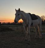Verzorgpaard aangeboden, Dieren en Toebehoren, Paarden, Minder dan 160 cm, Ruin, Zadelmak, 11 jaar of ouder