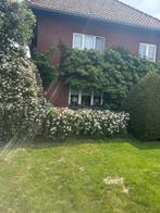 Woning met aanpalende gronden en paardenstallen, Immo, Vrijstaande woning, Provincie Limburg, 1500 m² of meer