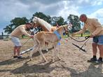 Haflinger merrieveulen, jaarlingen en drachtige merrie!, Dieren en Toebehoren, Paarden, Meerdere dieren