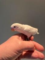 Fischerie TAM dwergpapegaai, lovebird, Dieren en Toebehoren, Vogels | Parkieten en Papegaaien, Geslacht onbekend, Dwergpapegaai of Agapornis