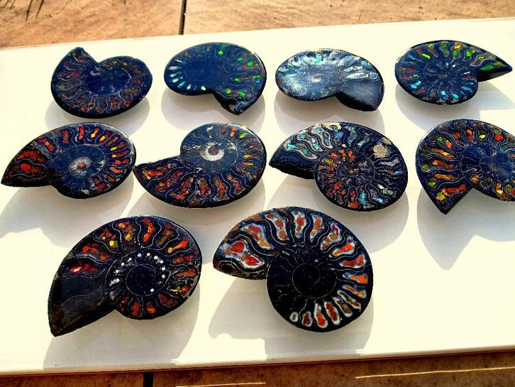 Ammolite ammonites, Collections, Minéraux & Fossiles, Fossile, Envoi