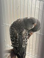 Black face mélanique, Dieren en Toebehoren, Vogels | Parkieten en Papegaaien, Meerdere dieren