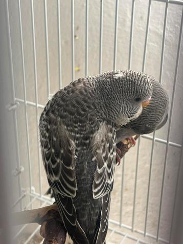 Black face mélanique beschikbaar voor biedingen