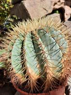 Grote bloemende ijzer cactus Ferocactus Glaucescens, Ophalen of Verzenden