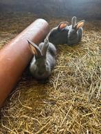 Blauwe van ham konijntjes, Mannelijk, 0 tot 2 jaar, Middelgroot
