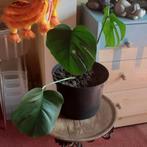 Prachtige kamerplant Gatenplant Monstera Delicious, En pot, Enlèvement, Moins de 100 cm, Autres espèces