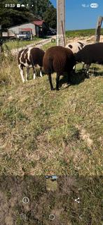 Jonge ooi kruising baggerbonte x texel, Dieren en Toebehoren, Schapen, Geiten en Varkens