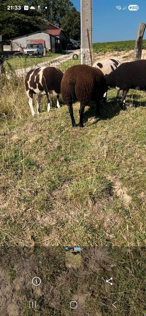 Jonge ooi kruising baggerbonte x texel, Dieren en Toebehoren, Schapen, Geiten en Varkens