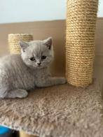 Britse korthaar kitten, Poes, Gechipt, 0 tot 2 jaar
