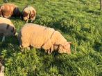 2 rammen, Dieren en Toebehoren, Schapen, Geiten en Varkens, Mannelijk, Schaap, 0 tot 2 jaar