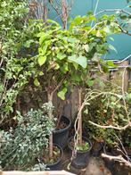 2x bolcatalpa, Tuin en Terras, Ophalen