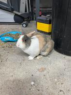 Manen konijn, Dieren en Toebehoren, Konijnen