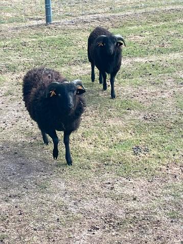 Ouessant bokjes beschikbaar voor biedingen