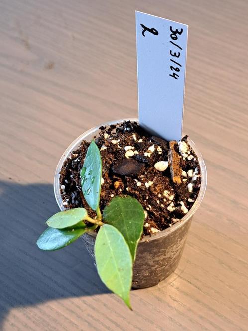 Hoya Rebecca, Huis en Inrichting, Kamerplanten, Overige soorten, Minder dan 100 cm, Bloeiende kamerplant, Halfschaduw, In pot