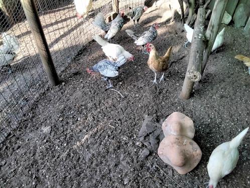 Mooie Sebright Kippetjes, Dieren en Toebehoren, Pluimvee, Kip