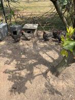 Mechelse koekoeks, Dieren en Toebehoren, Pluimvee, Kip