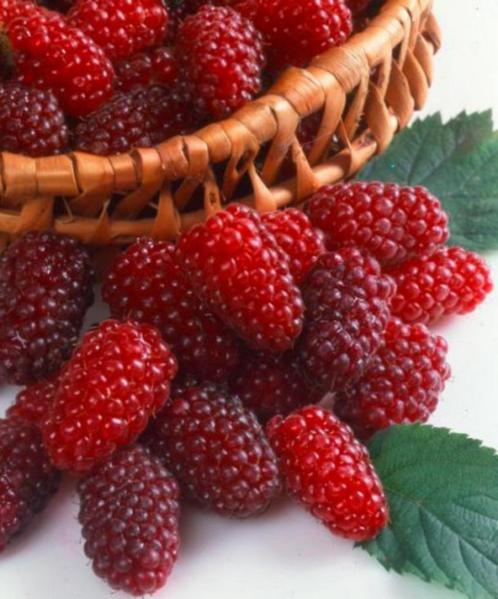 Tayberry (Rubus) een heerlijke rode Braam met grote vruchten, Tuin en Terras, Planten | Tuinplanten, Vaste plant, Fruitplanten