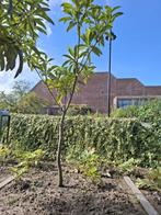 Neflier, Tuin en Terras, Ophalen, 100 tot 250 cm, Overige soorten