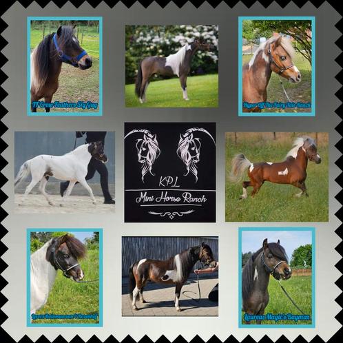 Beperkt ter dekking , 4  minipaard hengsten., Dieren en Toebehoren, Pony's, Meerdere dieren