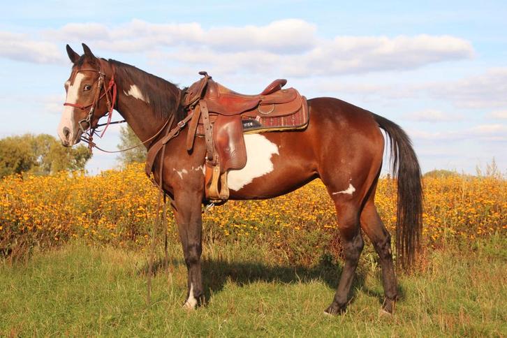 Prachtige 3 jarige overo merrie, Dieren en Toebehoren, Paarden, Merrie, Zadelmak, Minder dan 160 cm, 3 tot 6 jaar, Westernpaard