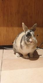 Lapin nain femelle, Animaux & Accessoires, Lapins, Femelle