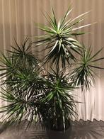 Drakenbloedboom; in topvorm!, Huis en Inrichting, Kamerplanten, Ophalen, 200 cm of meer, Overige soorten, Halfschaduw