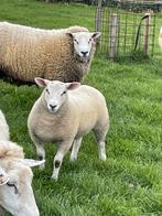 Zeer mooie swifter ram, Animaux & Accessoires, Moutons, Chèvres & Cochons