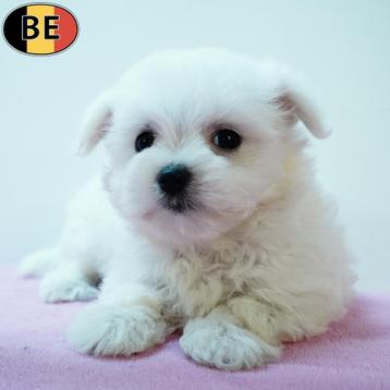 Maltezer - prachtige Belgische pups te koop beschikbaar voor biedingen