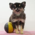 Pomchi (teefjes) Belgische puppy's te koop, België, CDV (hondenziekte), 8 tot 15 weken, Teef