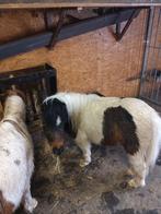 Te koop  4jarig minipaardje hengst 80cm schofthoogte., Dieren en Toebehoren