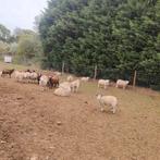 230 prijs per stuk  jongen en lammeren, Dieren en Toebehoren