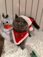 Exotic korthaar, Dieren en Toebehoren, Meerdere dieren, Gechipt, 0 tot 2 jaar