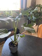 monstera deliciosa, Huis en Inrichting, Ophalen