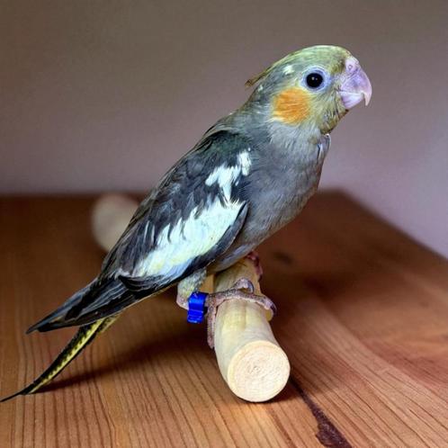 Laatste mannelijke valkparkiet EAM/getemd, Dieren en Toebehoren, Vogels | Parkieten en Papegaaien, Mannelijk