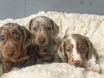 teckel pups merle kleur kortharig, Dieren en Toebehoren, Honden | Teckels en Dashonden, België, Reu, CDV (hondenziekte), 8 tot 15 weken