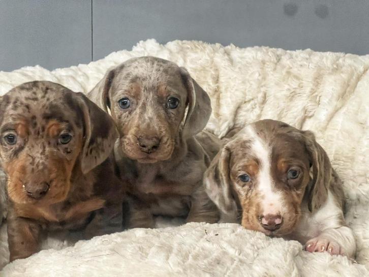 teckel pups merle kleur kortharig, Dieren en Toebehoren, Honden | Teckels en Dashonden, Reu, Korthaar, Dwerg, Fokker | Professioneel