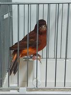 Te koop portugese harlekijnen, Dieren en Toebehoren, Vogels | Kanaries